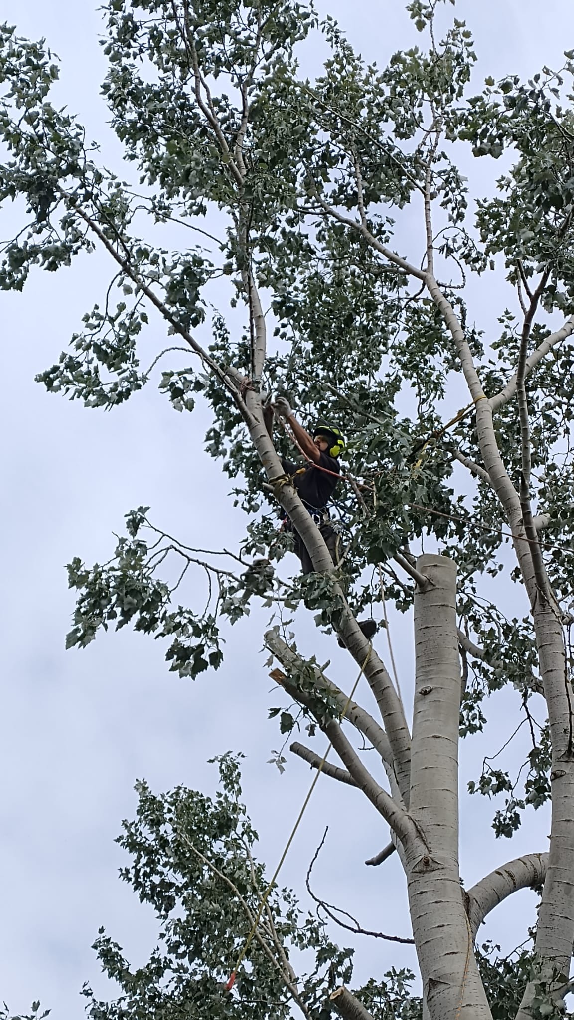 Ustawianie punktu asekuracyjnego do opuszczania gałęzi