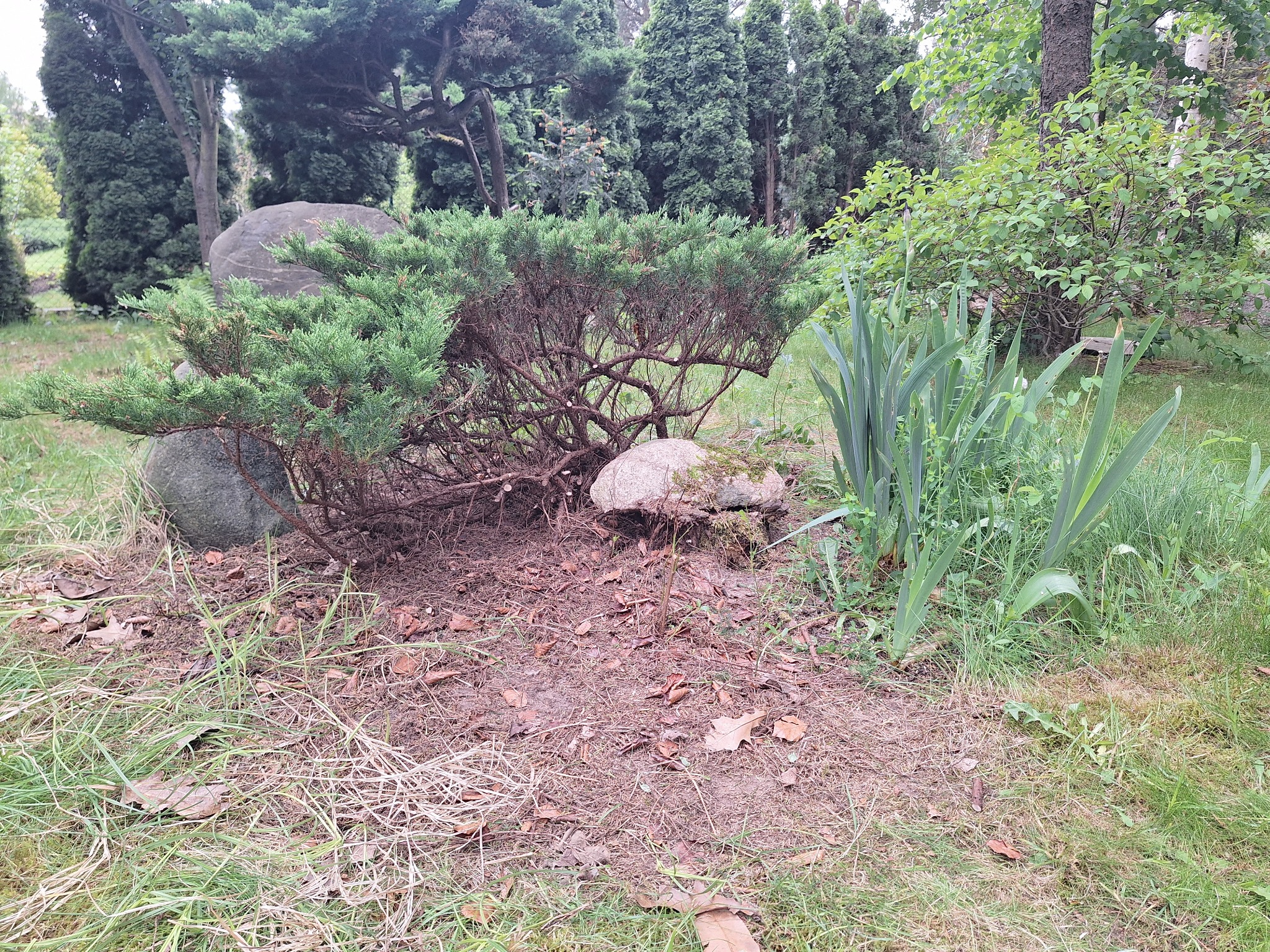 Redukcja i uformowanie jałowca a'la bonsai