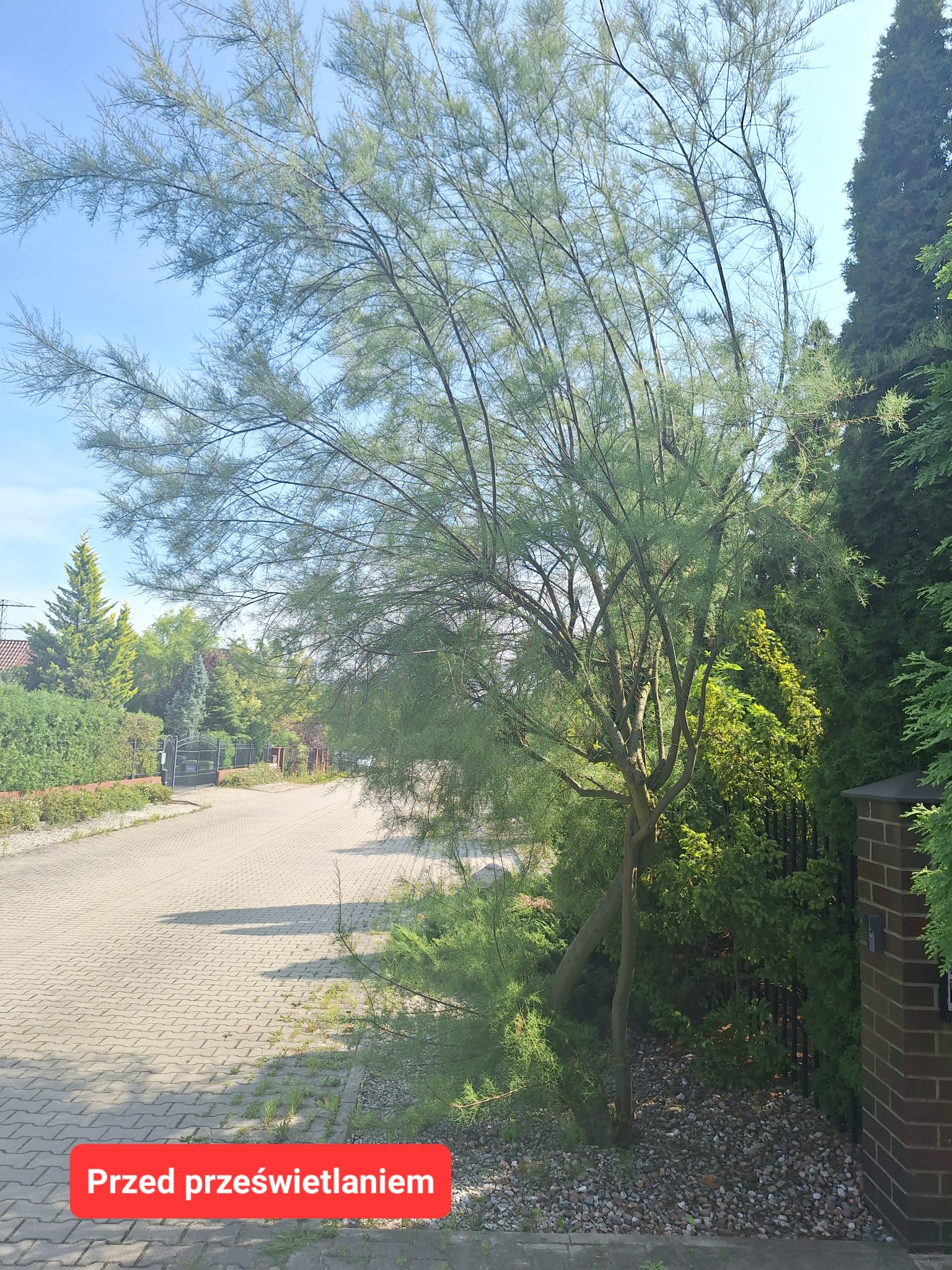 Prześwietlanie tamaryszka #1