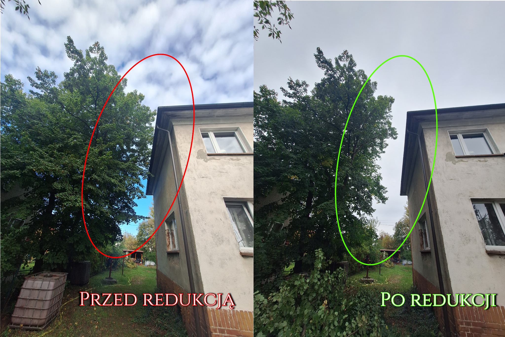 Redukcja gałęzi lipy zachodzących na dach