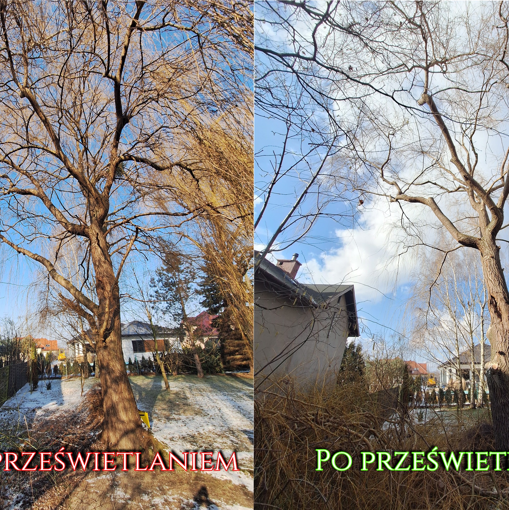 Prześwietlanie wierzby w ogrodzie