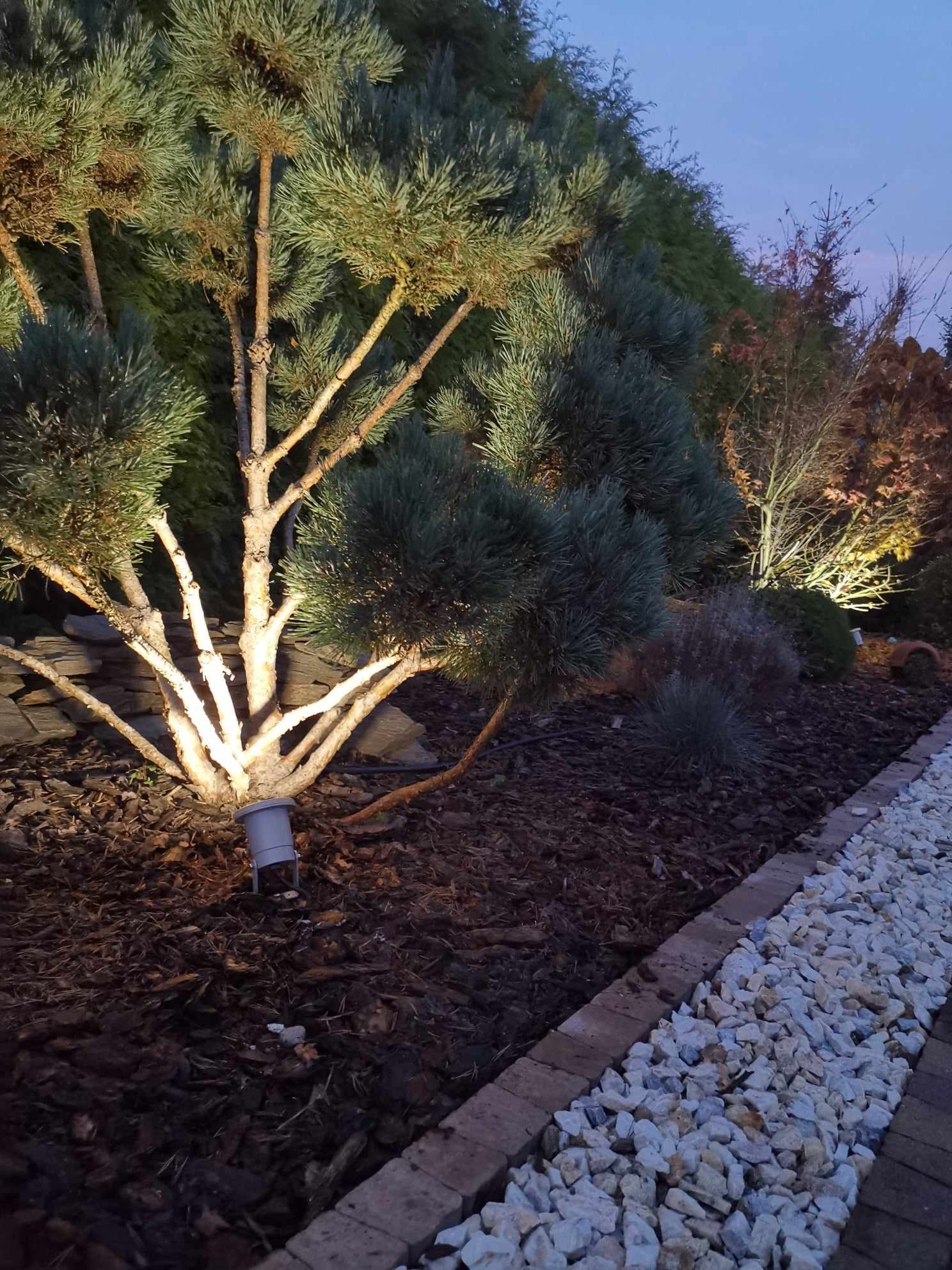 Oświetlenie dekoracyjne ogrodu: reflektor gruntowy podświetla niską sosnę, tworząc ciepły efekt wizualny na tle ciemnego kory i kamiennej ścieżki.