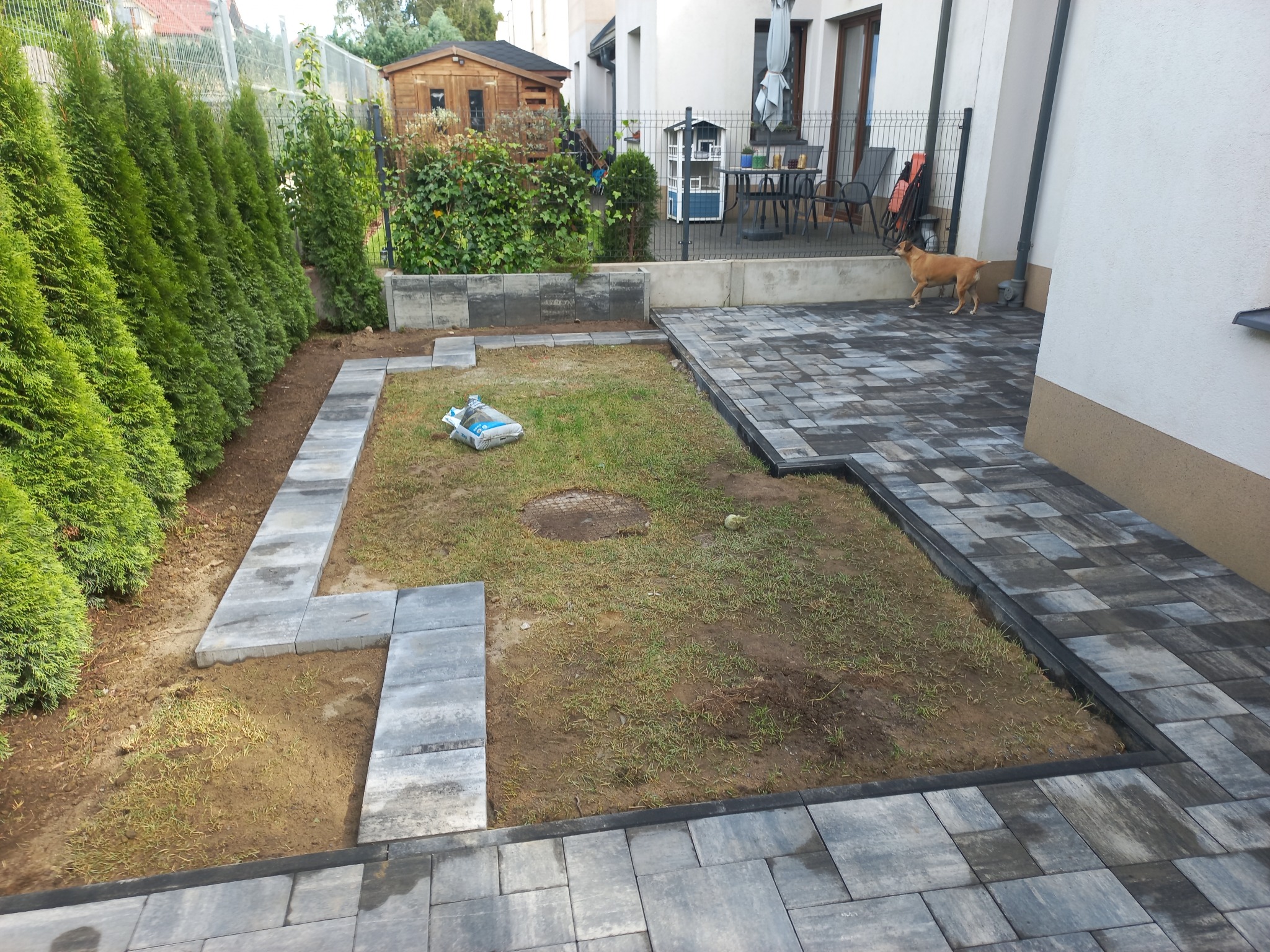 Etap układania kostki brukowej na posesji: częściowo wybrukowany taras z szarej kostki, obrzeża z kostki, trawnik, w tle budynek i tuje. Pies spaceruje po kostce.