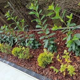 FHU EARTHWORKS AND GARDENING - Aranżacja ogrodu: rząd zielonych krzewów i niskich, kulistych roślin na korze, oddzielonych obrzeżem od jasnej nawierzchni. W tle siatka ogrodzeniowa.