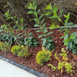 Aranżacja ogrodu: rząd zielonych krzewów i niskich, kulistych roślin na korze, oddzielonych obrzeżem od jasnej nawierzchni. W tle siatka ogrodzeniowa.