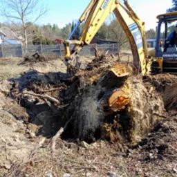Żółta koparka Komatsu usuwa karpę drzewa z ziemi, widoczne korzenie i fragmenty pnia. Rozkopany teren, w tle zabudowa i błękitne niebo.