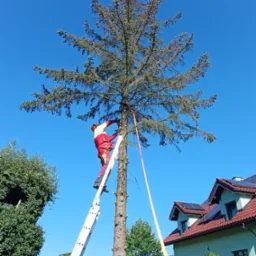 Arborysta w czerwonym kombinezonie na drabinie przycina wysokie drzewo iglaste, zabezpieczone liną. W tle dom z panelami słonecznymi i błękitne niebo.