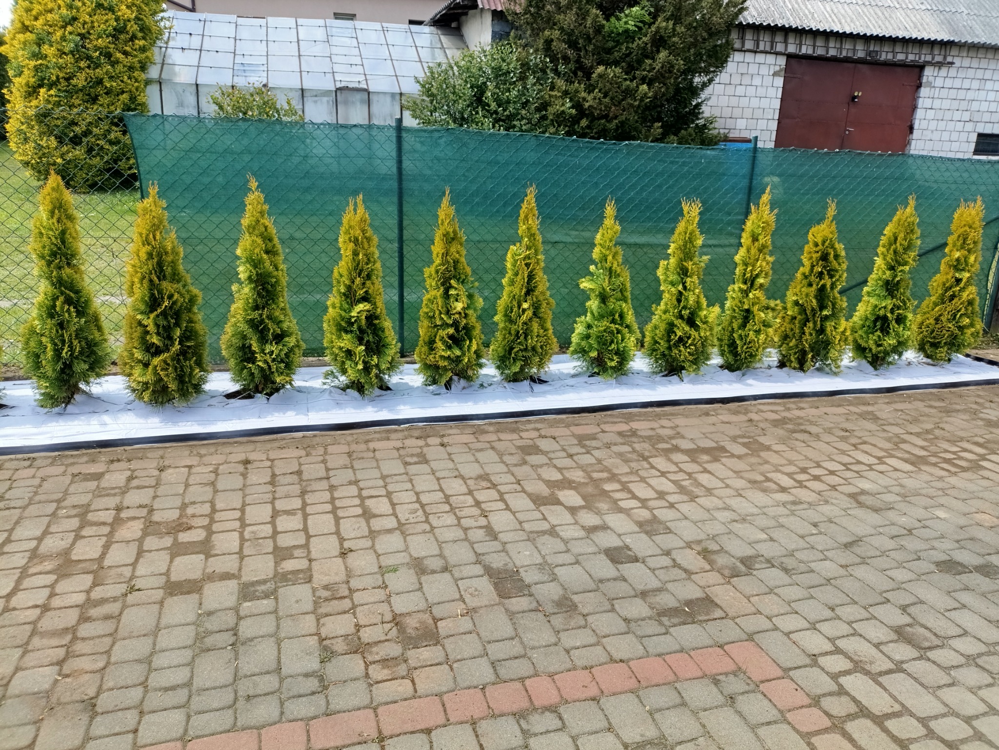 Równy rząd młodych, zielono-żółtych tuj posadzonych wzdłuż ogrodzenia z siatki, na białej agrowłókninie. Kostka brukowa na pierwszym planie.