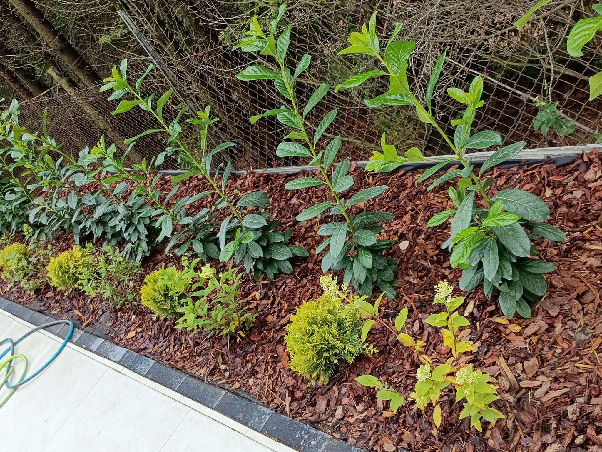 Aranżacja ogrodu: rząd zielonych krzewów i niskich, kulistych roślin na korze, oddzielonych obrzeżem od jasnej nawierzchni. W tle siatka ogrodzeniowa.