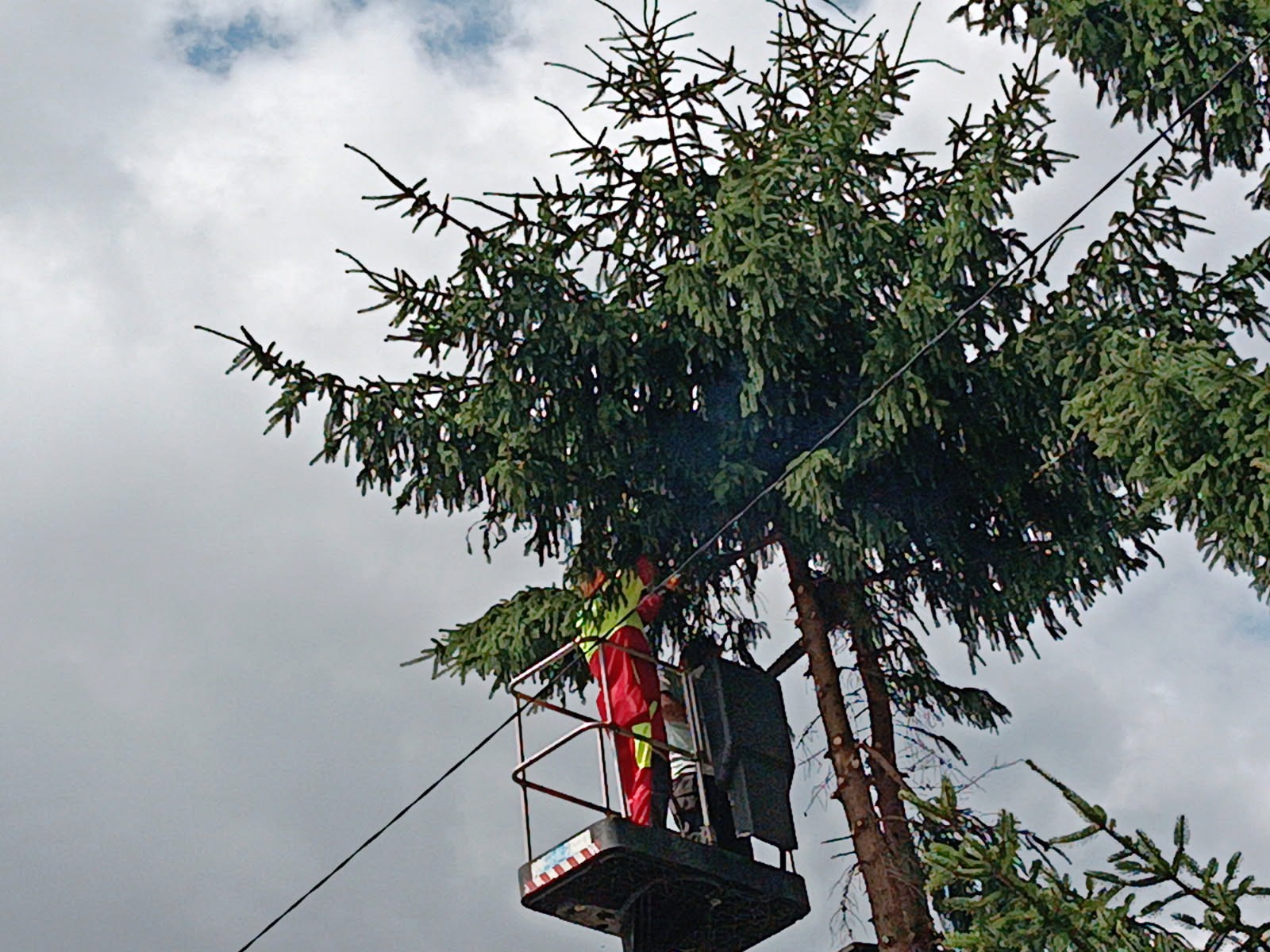Pracownik w czerwono-żółtym kombinezonie w koszu podnośnika przycina wysokie drzewo iglaste na tle pochmurnego nieba. Widok z dołu.
