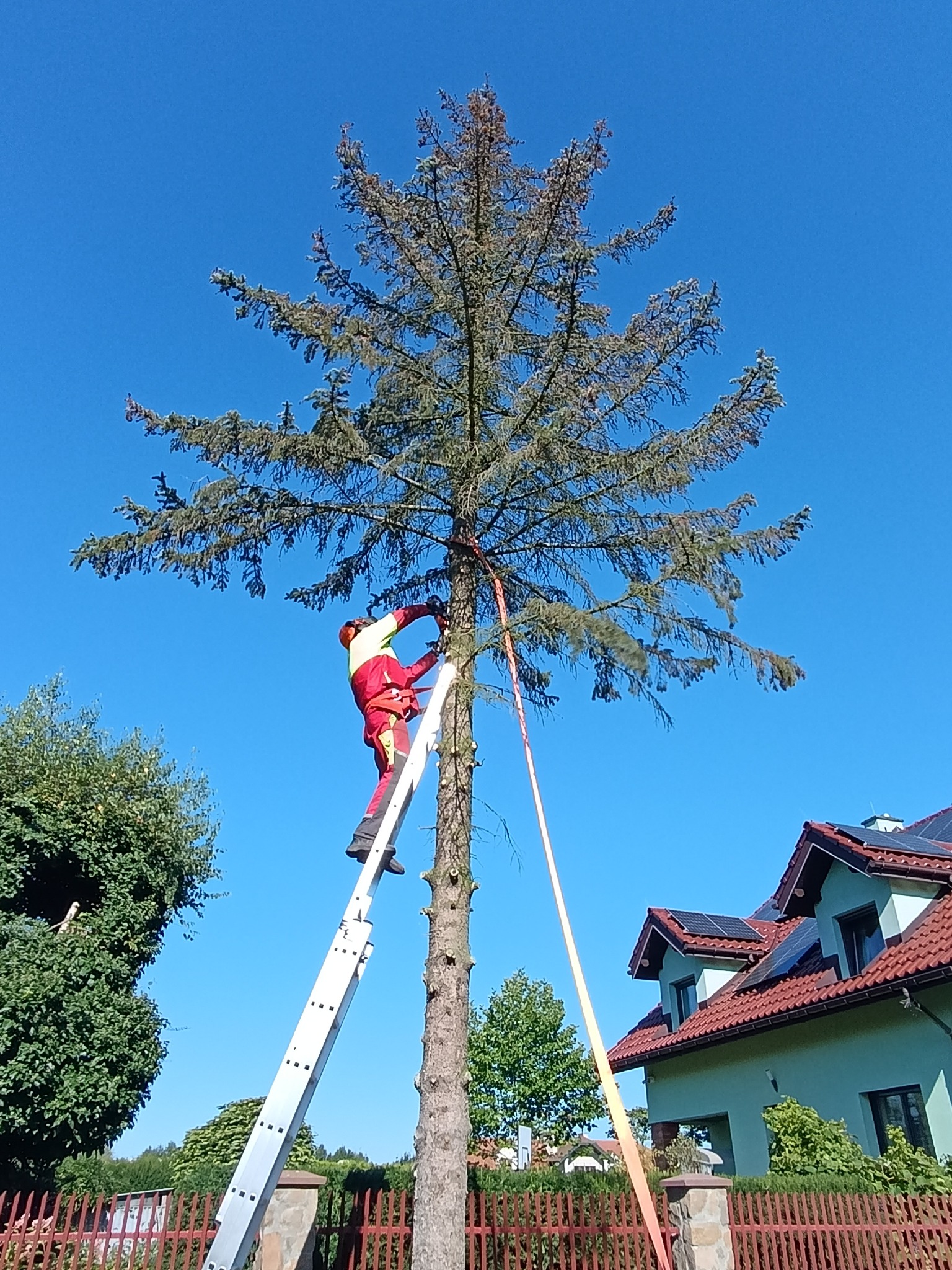 Arborysta w czerwonym kombinezonie na drabinie przycina wysokie drzewo iglaste, zabezpieczone liną. W tle dom z panelami słonecznymi i błękitne niebo.