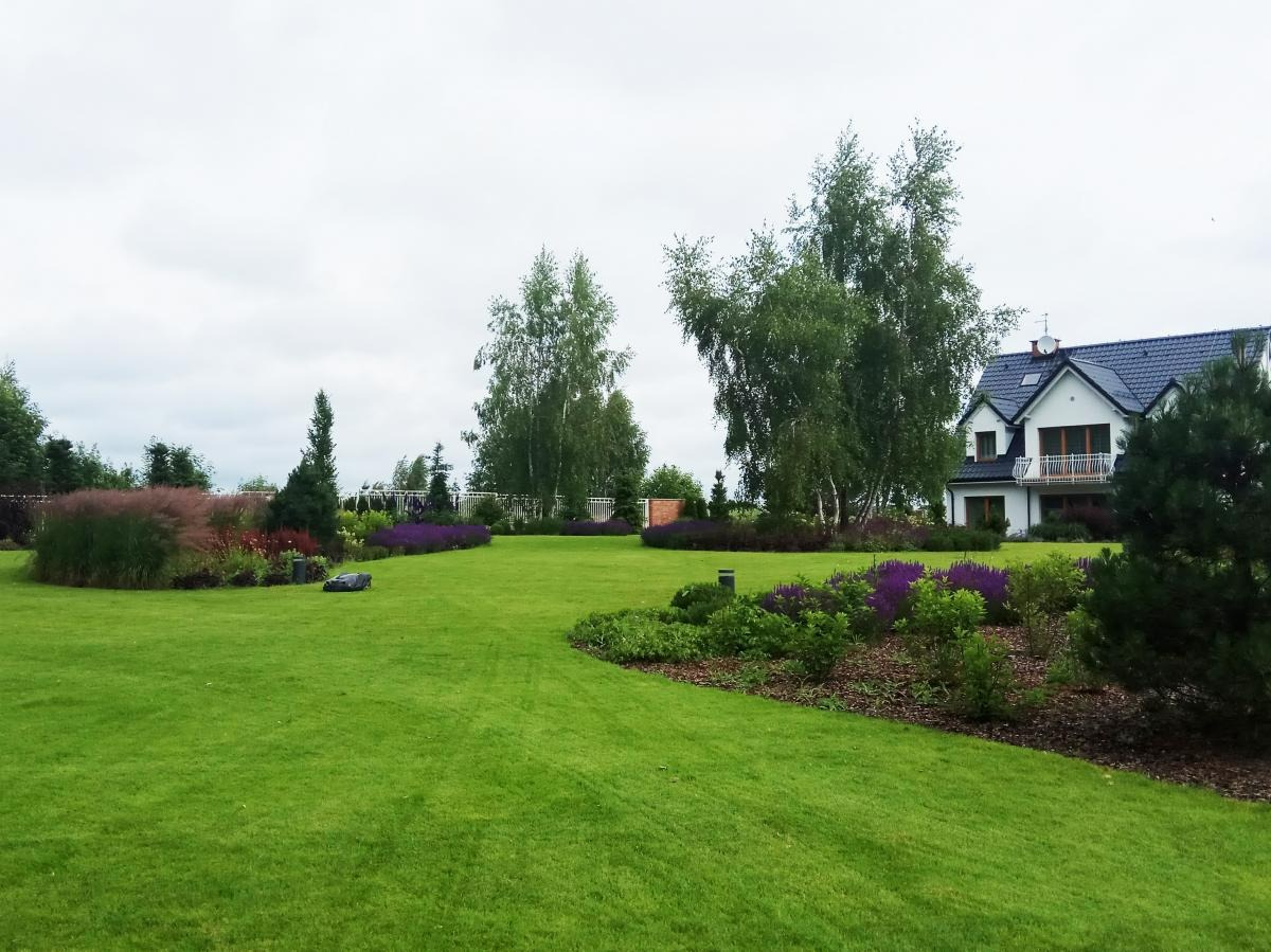Rozległy, zadbany trawnik z automatyczną kosiarką w tle, ozdobne rabaty kwiatowe z fioletowymi kwiatami, brzozy i nowoczesny dom z ciemnym dachem.