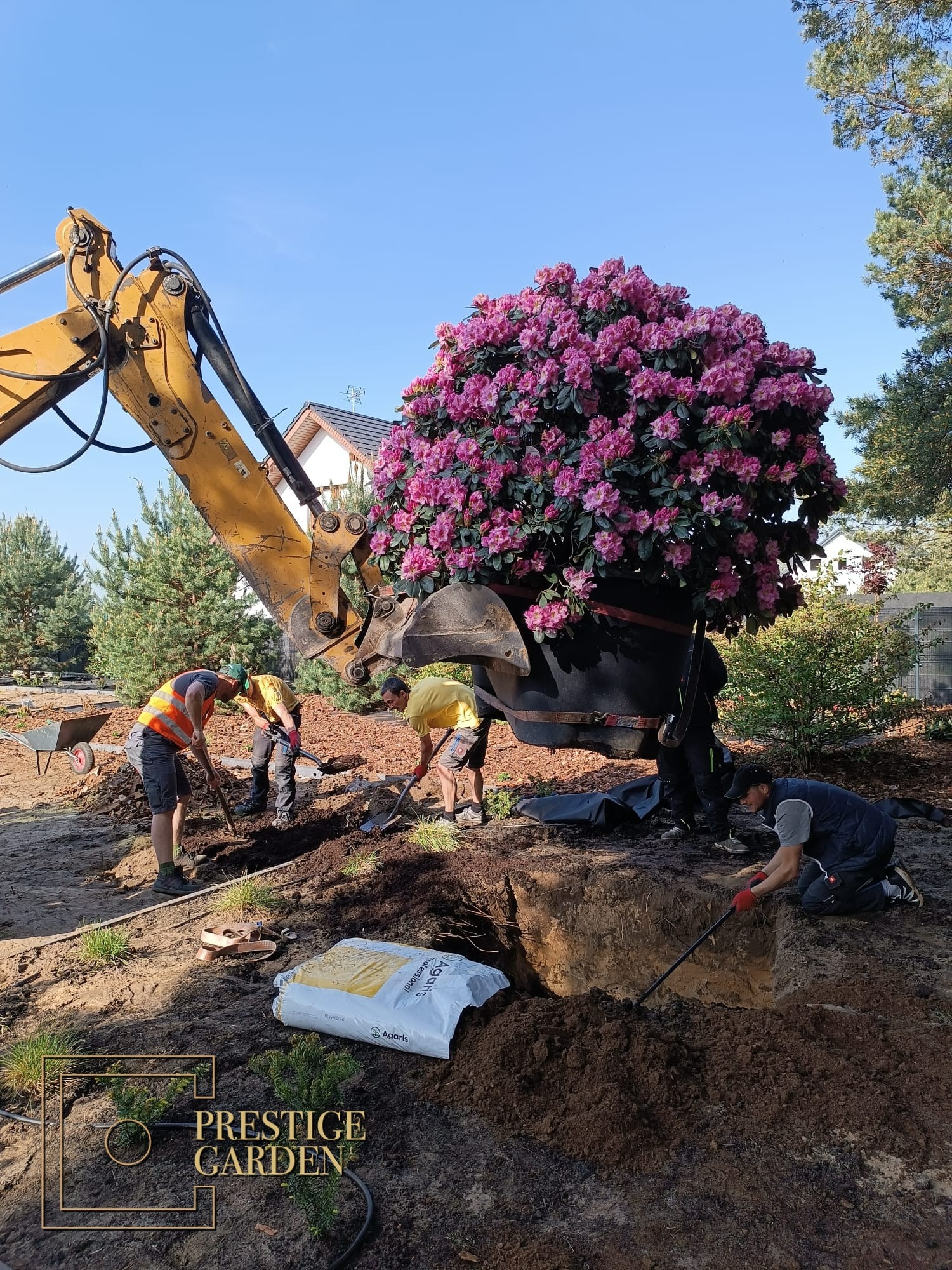 Ogromny Rododendron - Świetny !