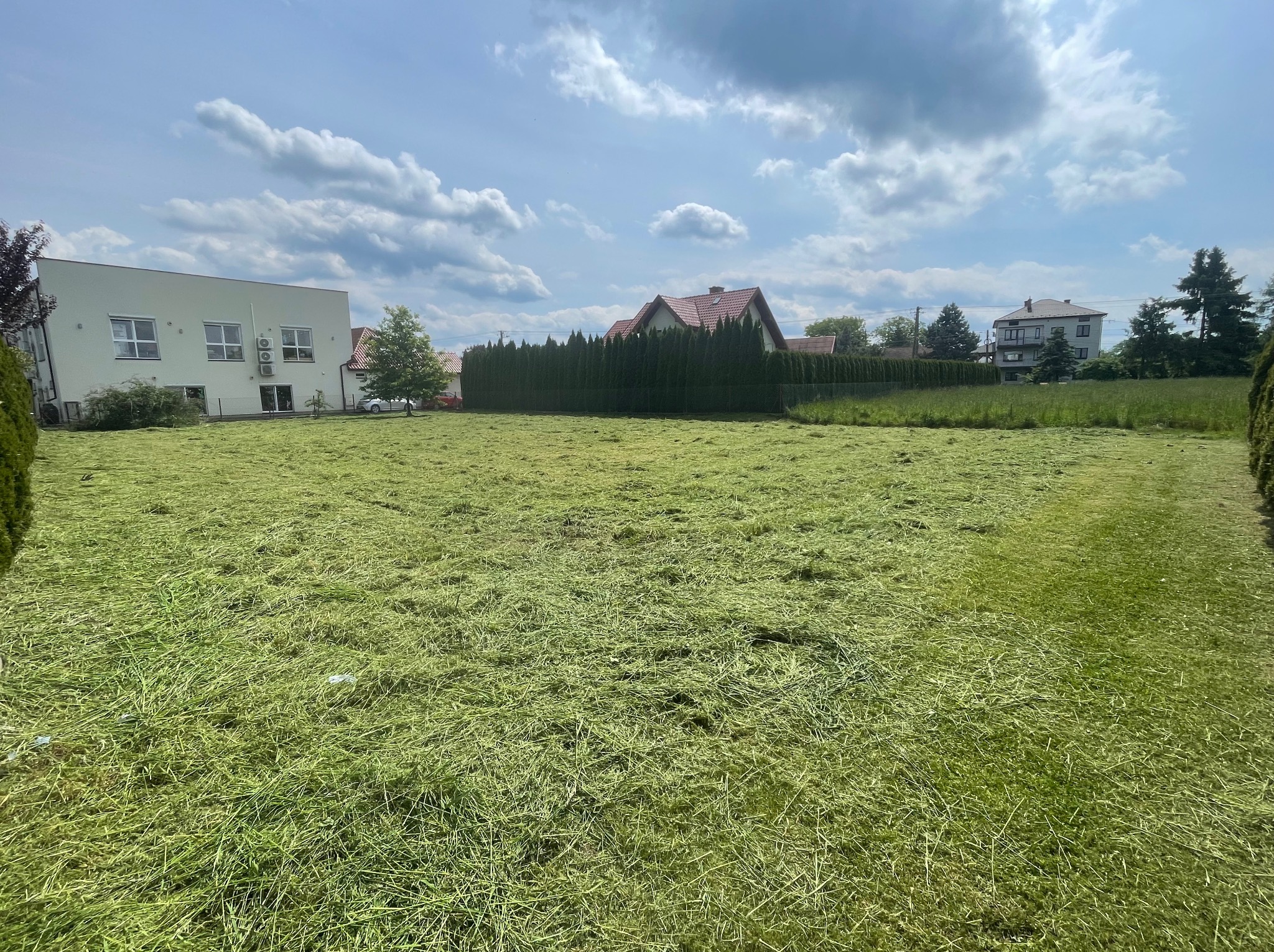 Świeżo skoszone pole trawy przed domami w słoneczny dzień. Trawnik pokryty zielonymi resztkami skoszonej trawy. Tło stanowią budynki mieszkalne i drzewa.