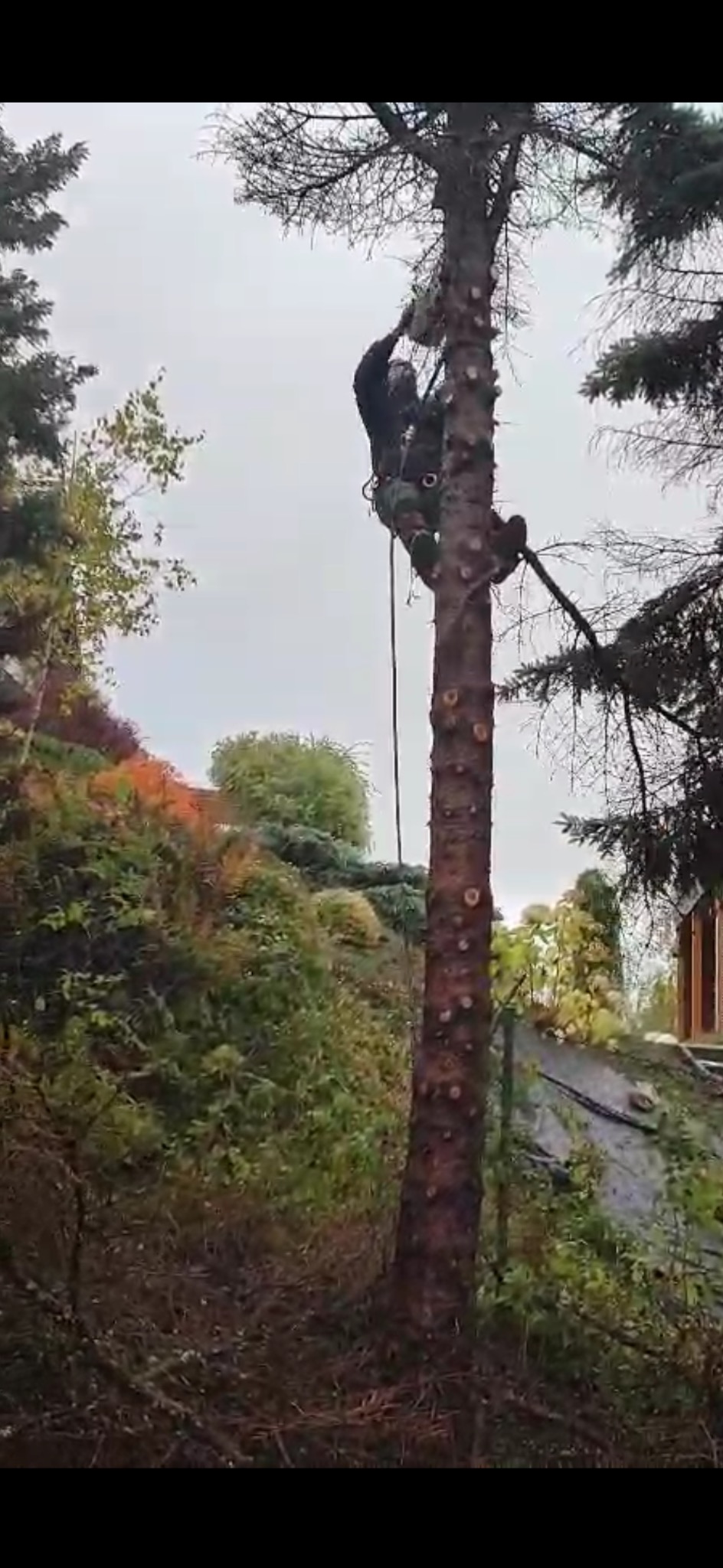 Arborysta w uprzęży tnie gałęzie wysokiego drzewa piłą łańcuchową. W tle bujna zieleń ogrodu i pochmurne niebo.