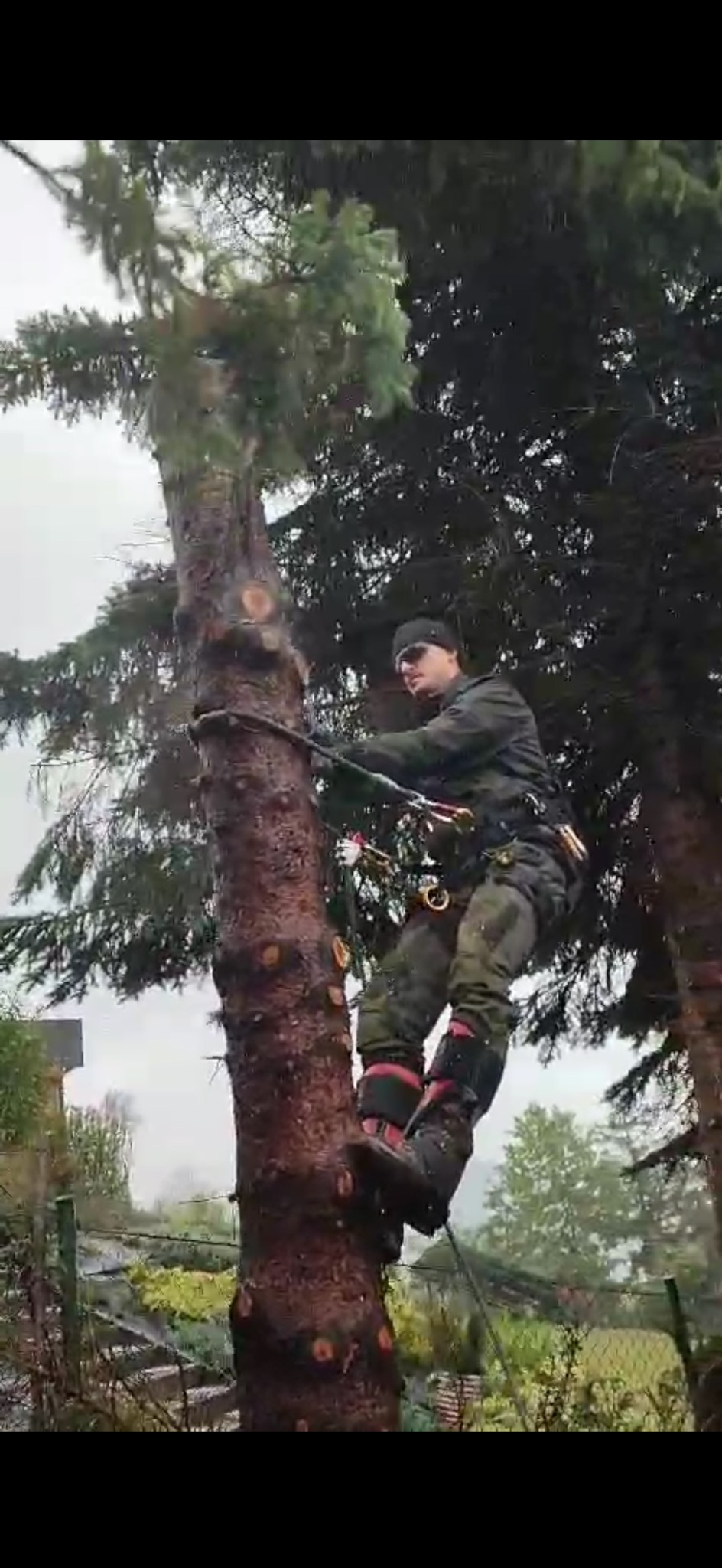 Arborysta w uprzęży, w trakcie wspinaczki na wysokie drzewo iglaste, przygotowuje się do wycinki gałęzi. Widoczne liczne ślady po cięciu.