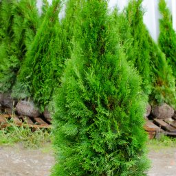 Rośliny i podłoża Tarnów 1