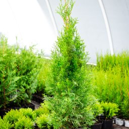 Rośliny i podłoża Tarnów 2