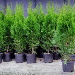 Rośliny i podłoża Tarnów 4