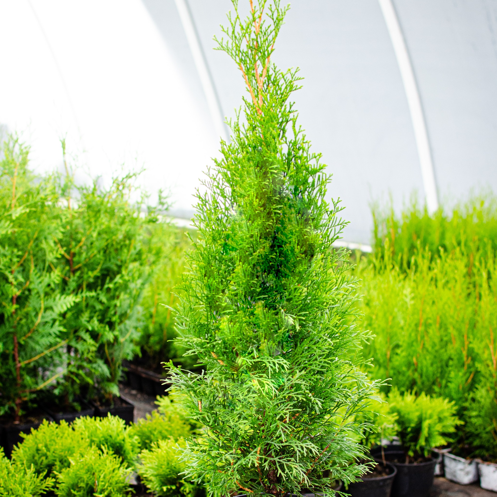 Młoda tuja 'Smaragd' w czarnej doniczce, na tle szkółki z innymi iglakami pod białym namiotem.
