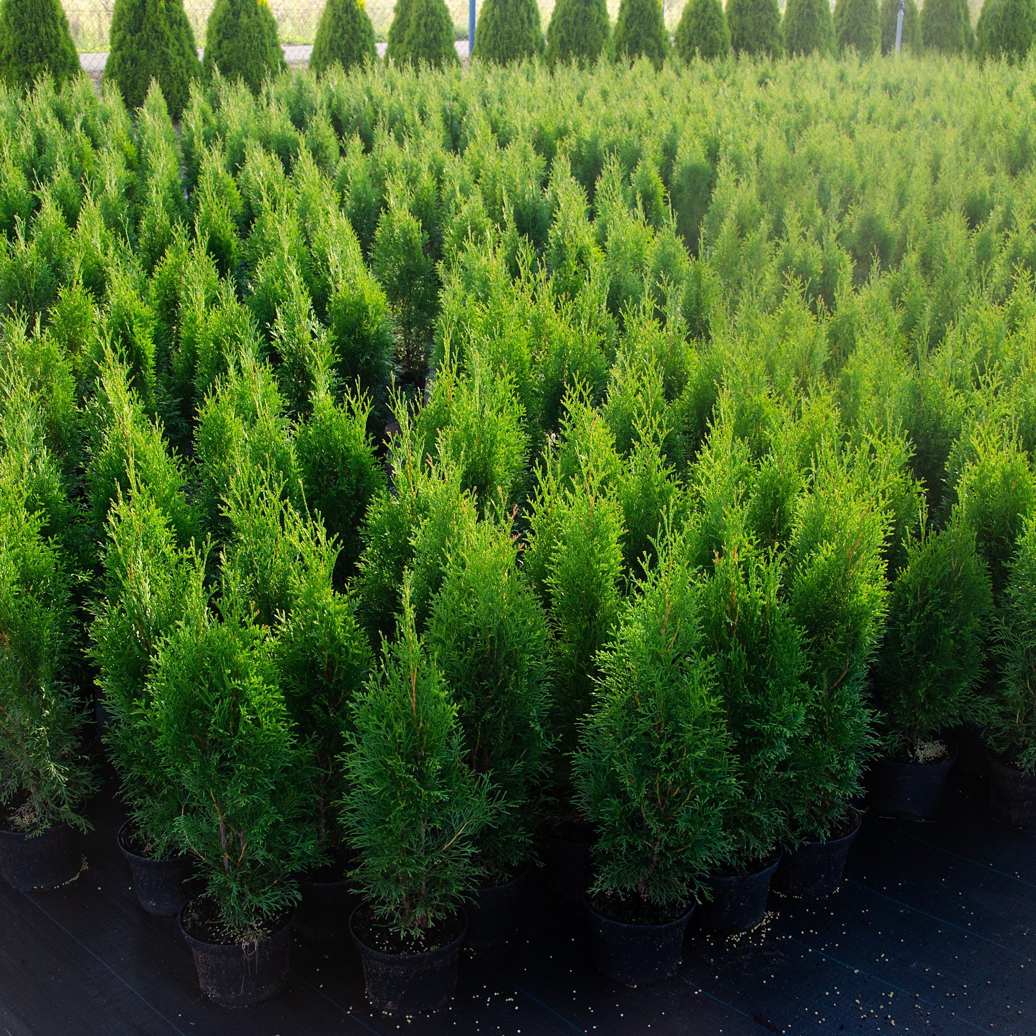 Równy rząd tuj w czarnych donicach, widoczne na czarnej macie szkółkarskiej, w tle rząd wyższych, formowanych w stożek tuj
