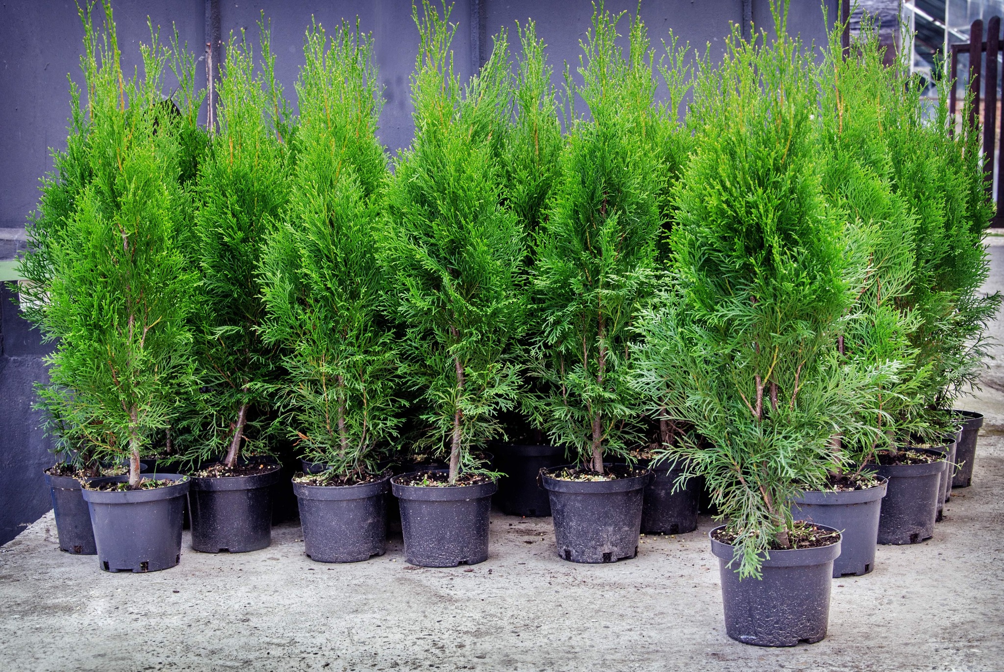 Rząd młodych, zielonych tuj w czarnych doniczkach na betonowym podłożu, ustawionych przed szarą ścianą.