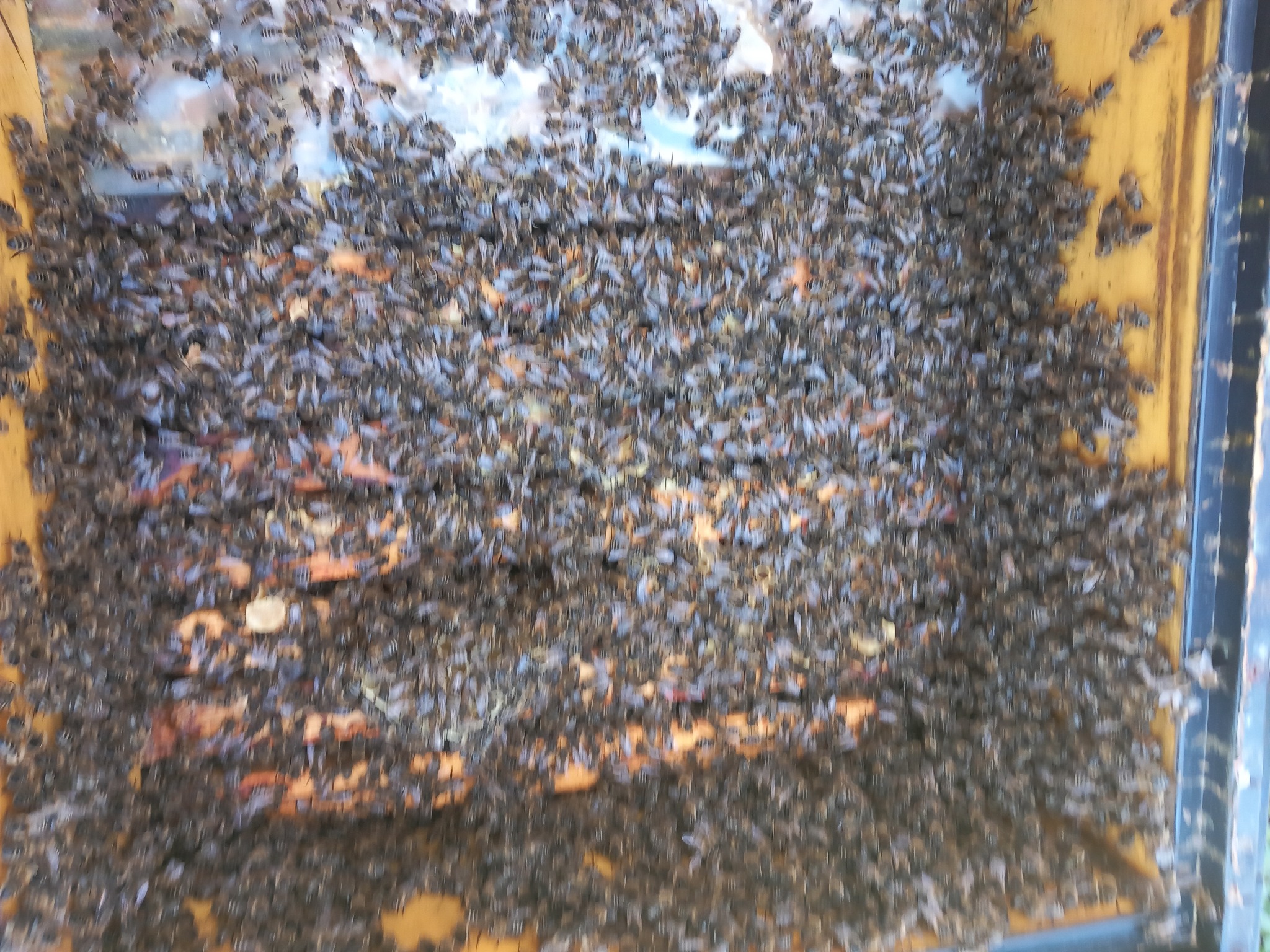 Rój pszczół obsiadający ramkę wewnątrz ula, widoczne plastry miodu i liczne owady w ruchu.