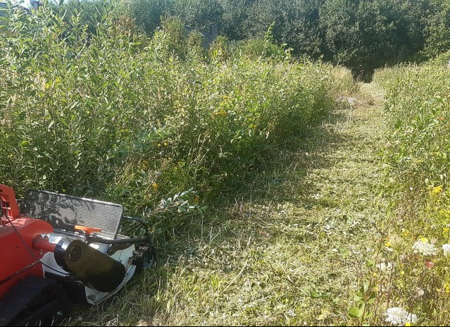 Fragment ogrodu z wykoszoną ścieżką wśród wysokiej trawy i zarośli, z widoczną kosiarką listwową po lewej stronie.