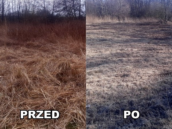 Porównanie stanu trawy przed i po koszeniu w Stargardzie, widoczne suche źdźbła przed zabiegiem i krótko przystrzyżona trawa po, na tle drzew.