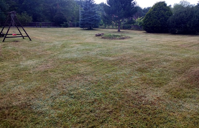 Rozległy trawnik z widocznymi pasami po koszeniu, z huśtawką na pierwszym planie i drzewami iglastymi w tle.