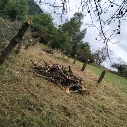 Wycinka drzew Łososina Dolna 3