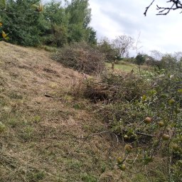 Wycinka drzew Łososina Dolna 4