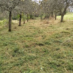 Wycinka drzew Łososina Dolna 2