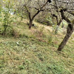 Karol pa - Sad z niskimi drzewami owocowymi po skoszeniu trawy, widoczne resztki skoszonej trawy i gałęzi na ziemi.