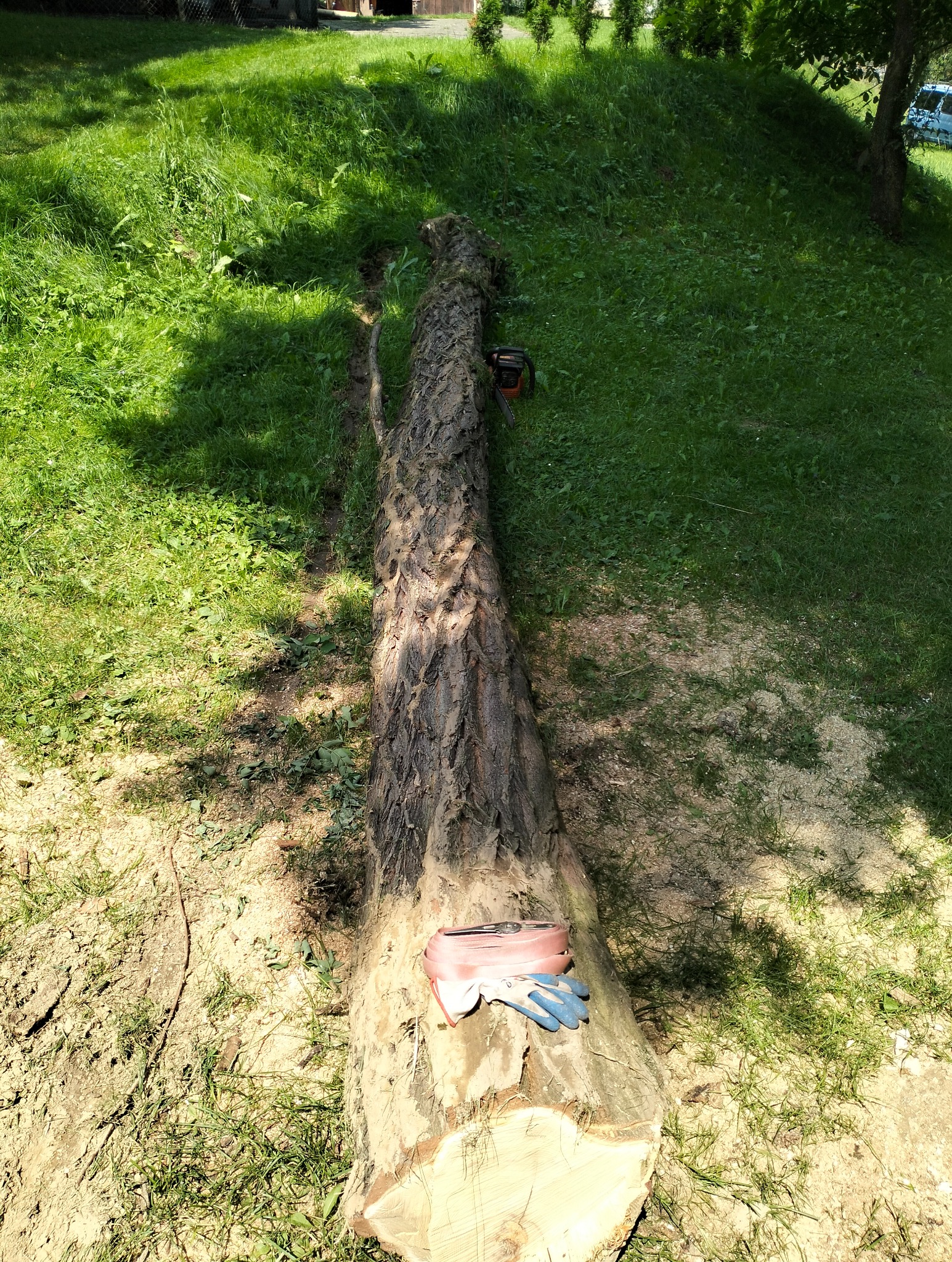 Ścięte drzewo na trawie z piłą łańcuchową, pasem transportowym i rękawicami roboczymi leżącymi na pniu, widoczne ślady cięcia i trociny.