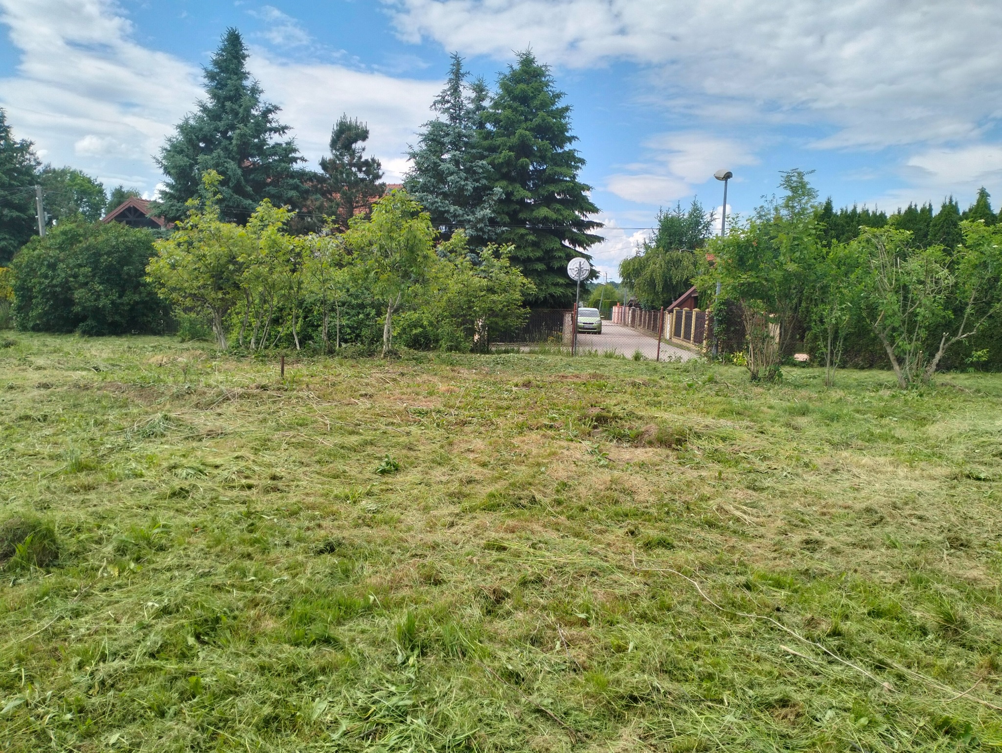 Świeżo skoszona trawa na rozległym trawniku przed domem z iglakami i krzewami, widok na ulicę z zaparkowanym samochodem.