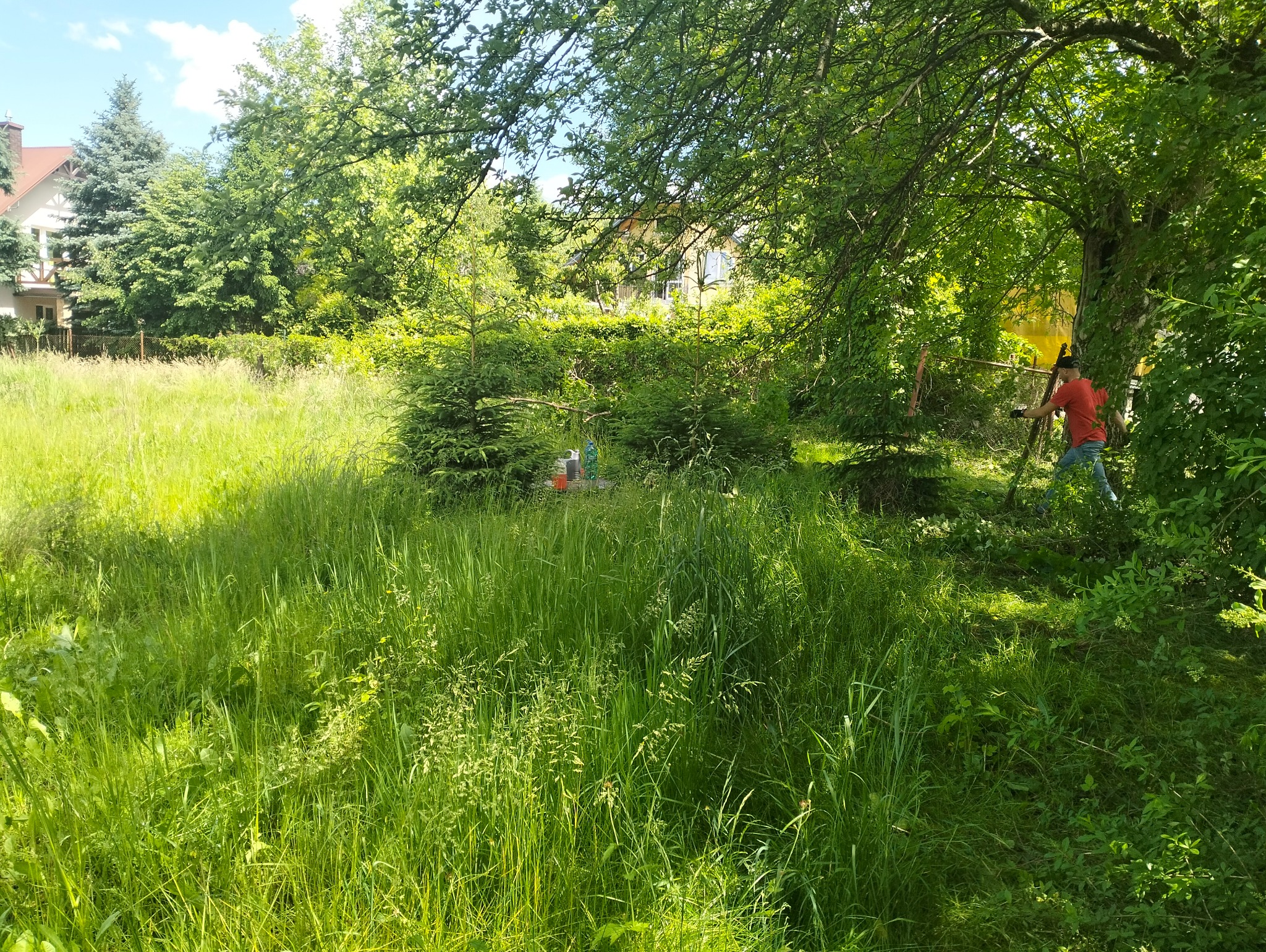 Mężczyzna w czerwonej koszulce i jeansach, w otoczeniu bujnej zieleni i wysokiej trawy, używa nożyc do żywopłotu przy ogrodzeniu z siatki.