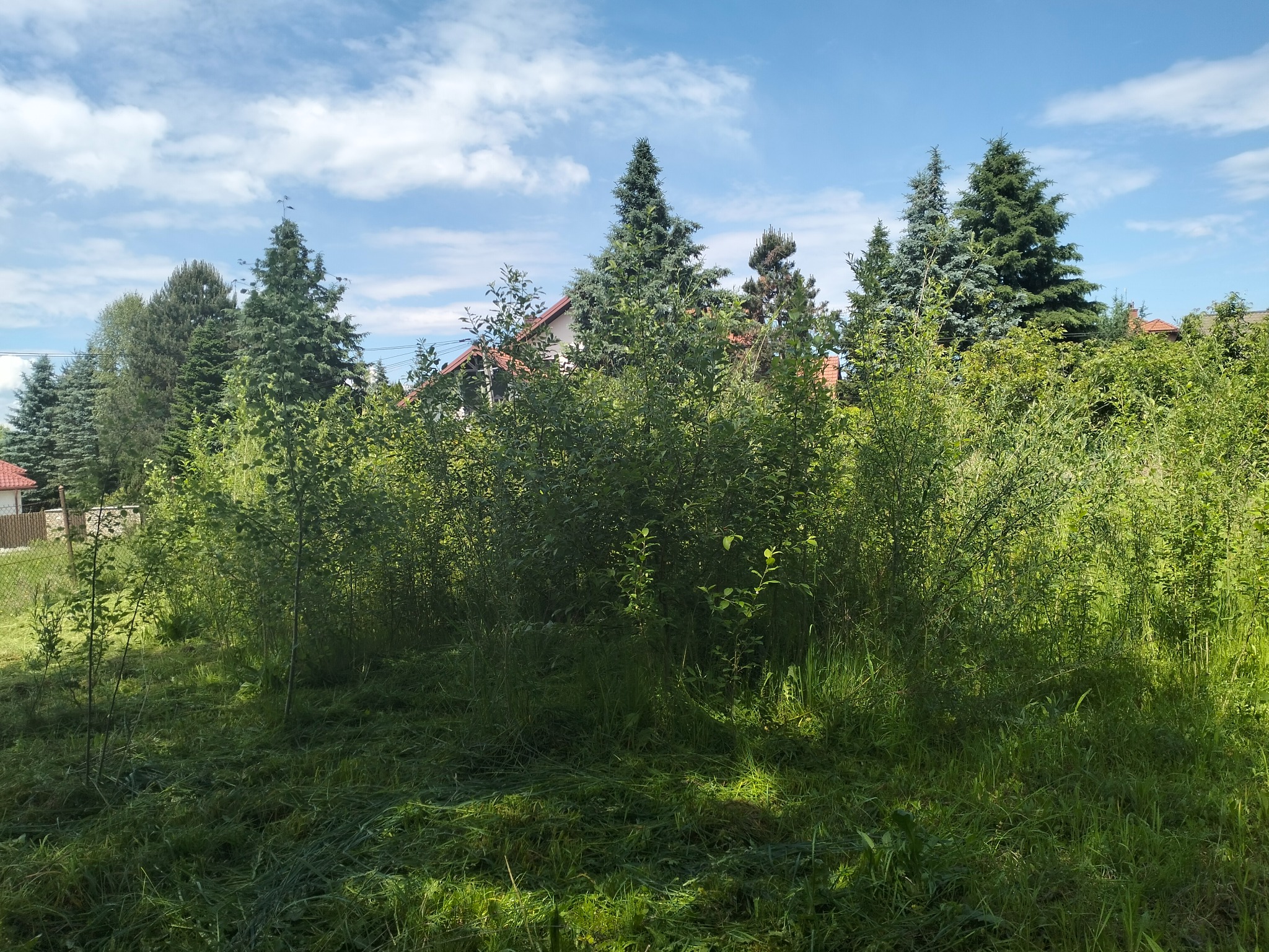Zarośnięta działka z młodymi drzewkami i wysoką trawą, w tle widoczne drzewa iglaste i dom z czerwoną dachówką, błękitne niebo z chmurami.