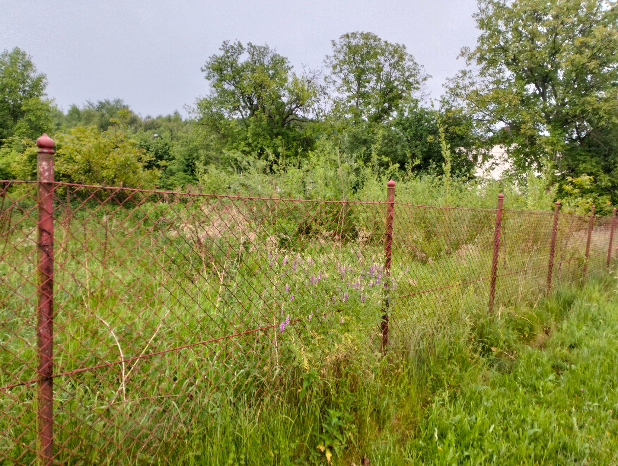 Zarośnięty teren za rdzawą siatką ogrodzeniową z widocznymi fioletowymi kwiatami, wysoka trawa i drzewa w tle.