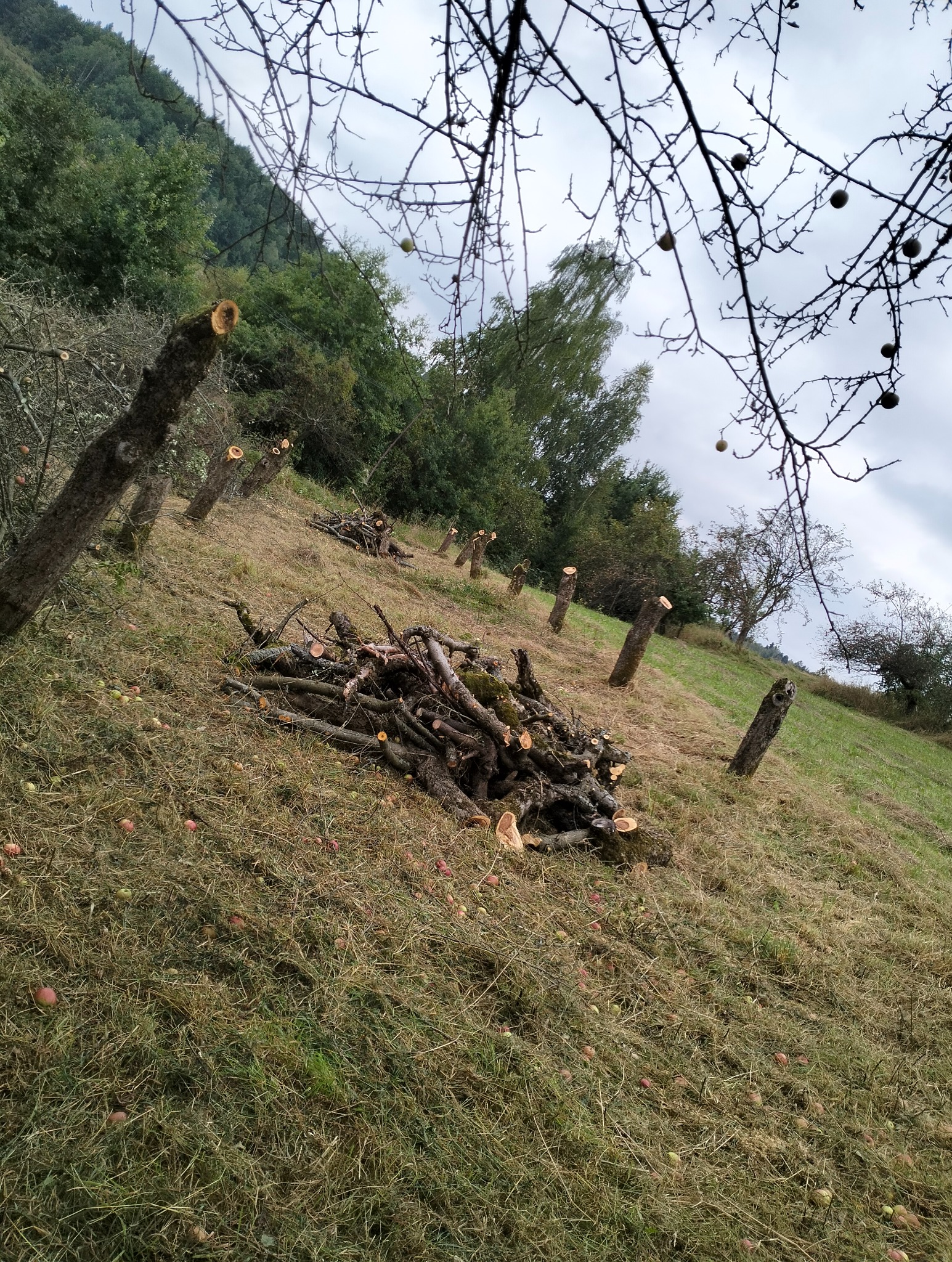 Ścięte pnie drzew na zboczu wzgórza z ułożonymi gałęziami i jabłkami leżącymi na trawie.