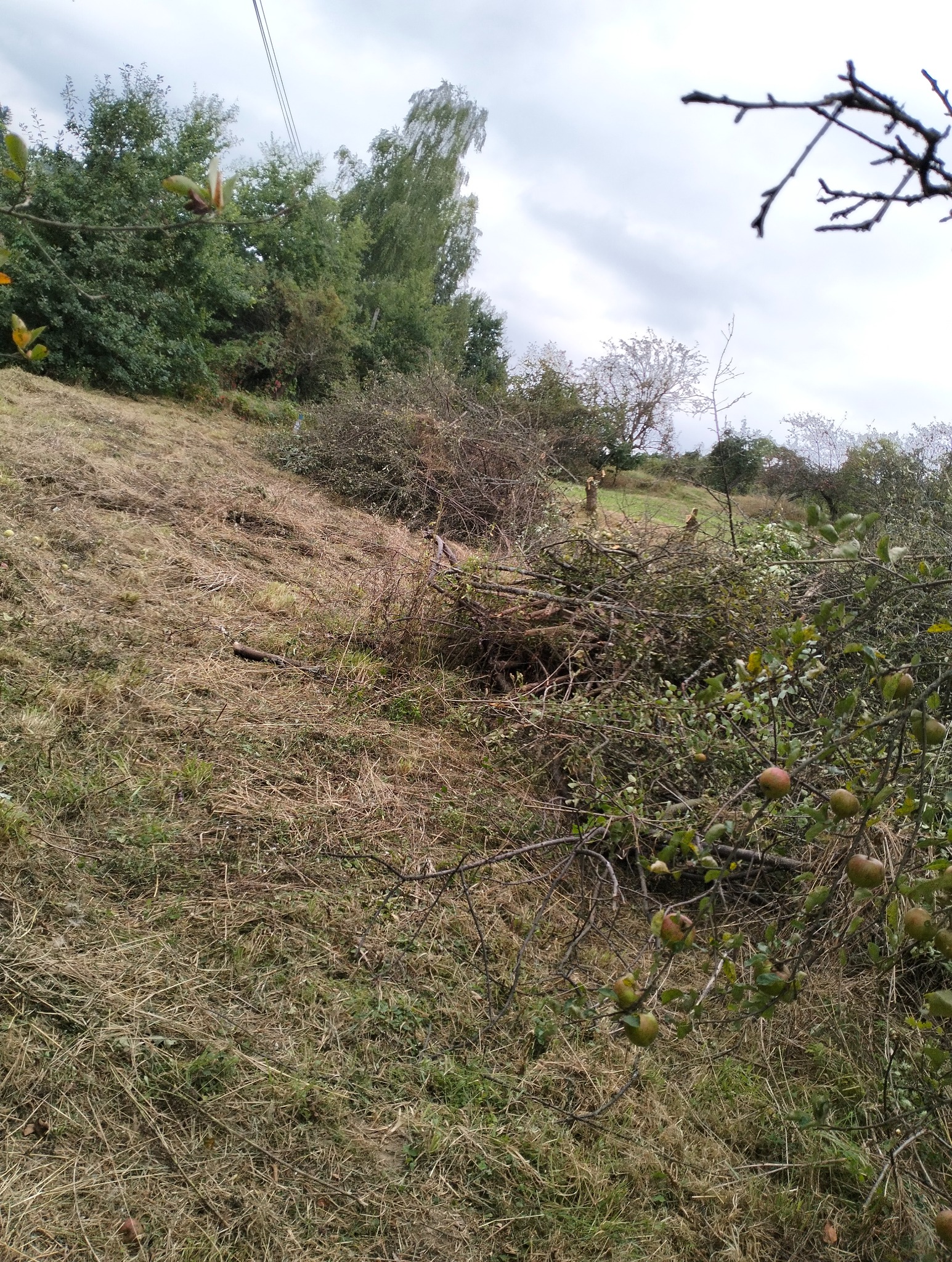 Pofałdowany teren po usunięciu krzewów i gałęzi, widoczne ścięte pnie drzew, gałęzie z jabłkami w pierwszym planie, pochmurne niebo w tle.