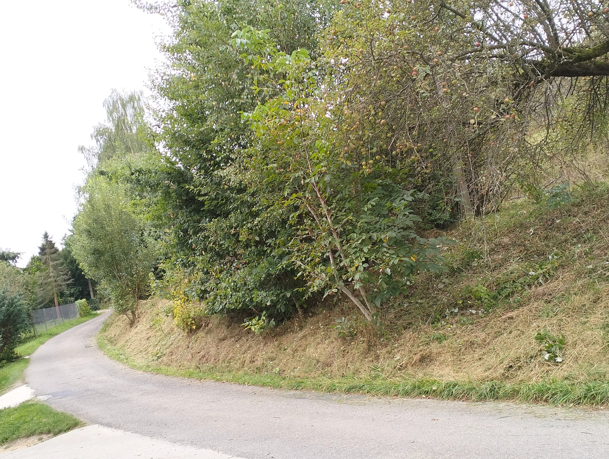 Kręta asfaltowa droga prowadząca obok zarośniętego zbocza z drzewami owocowymi.