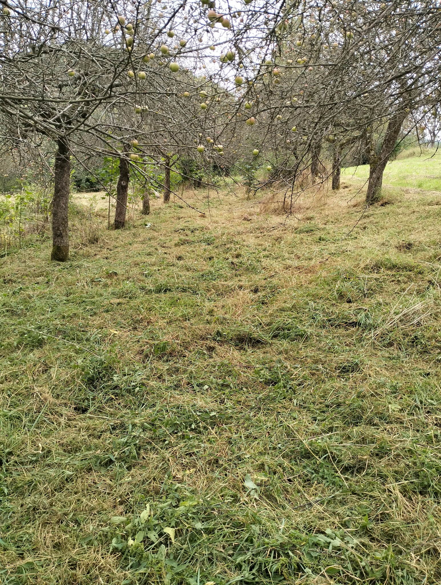 Sad z jabłoniami z trawą świeżo po koszeniu, widoczne resztki skoszonej trawy.