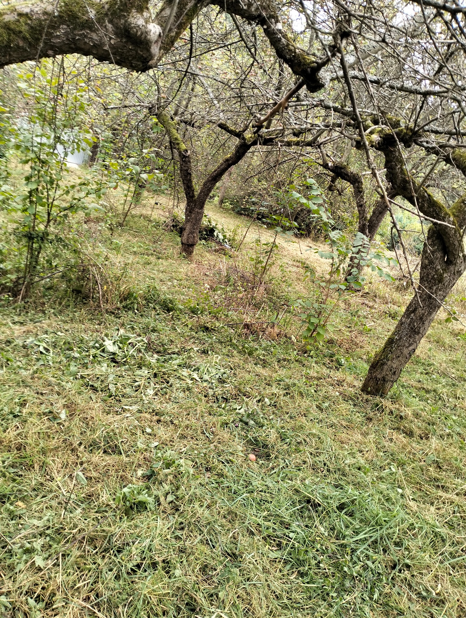 Sad z niskimi drzewami owocowymi po skoszeniu trawy, widoczne resztki skoszonej trawy i gałęzi na ziemi.