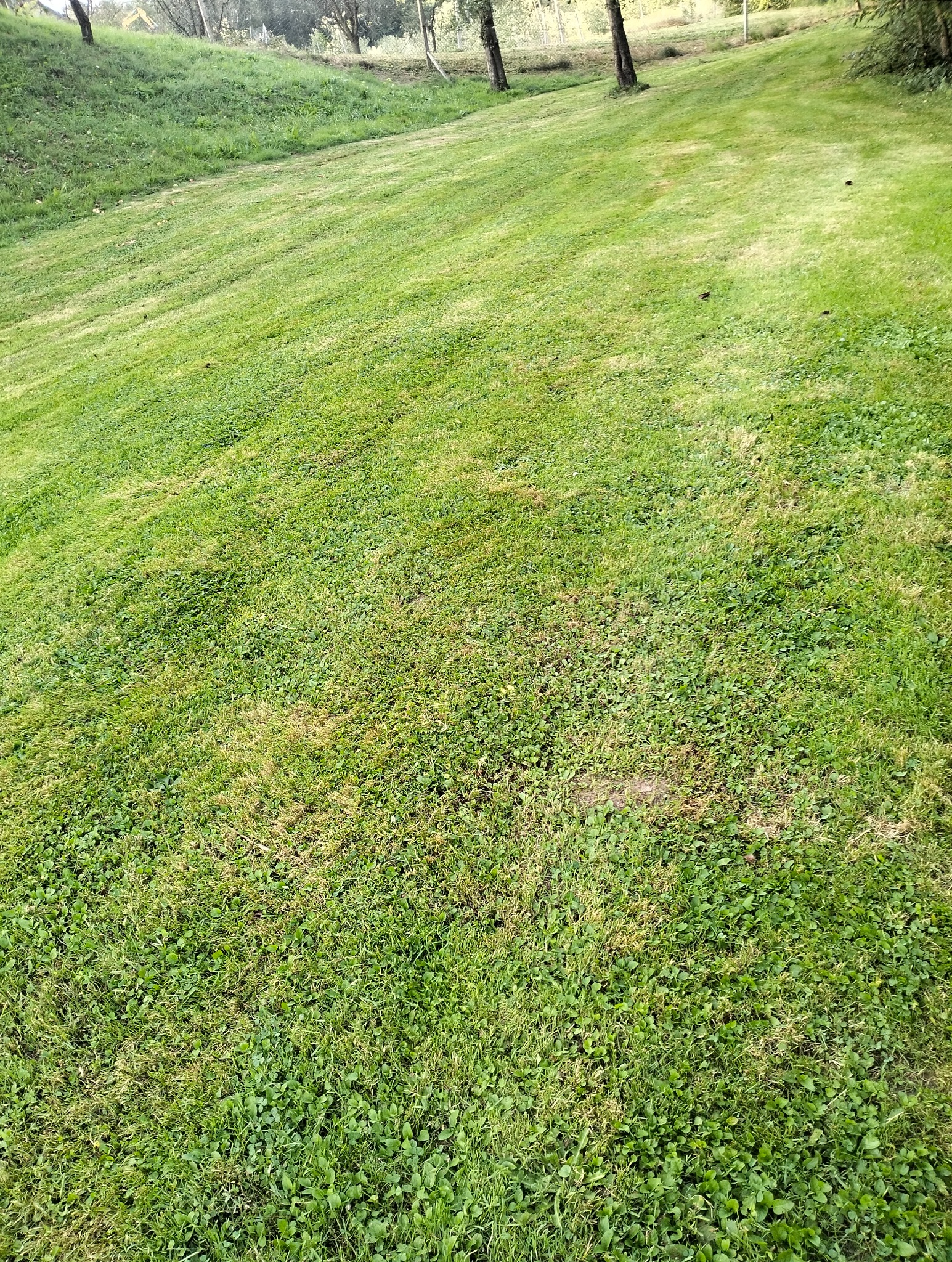 Nierównomiernie skoszona trawa na zboczu, widoczne niedokładności i chwasty, drzewa w tle.