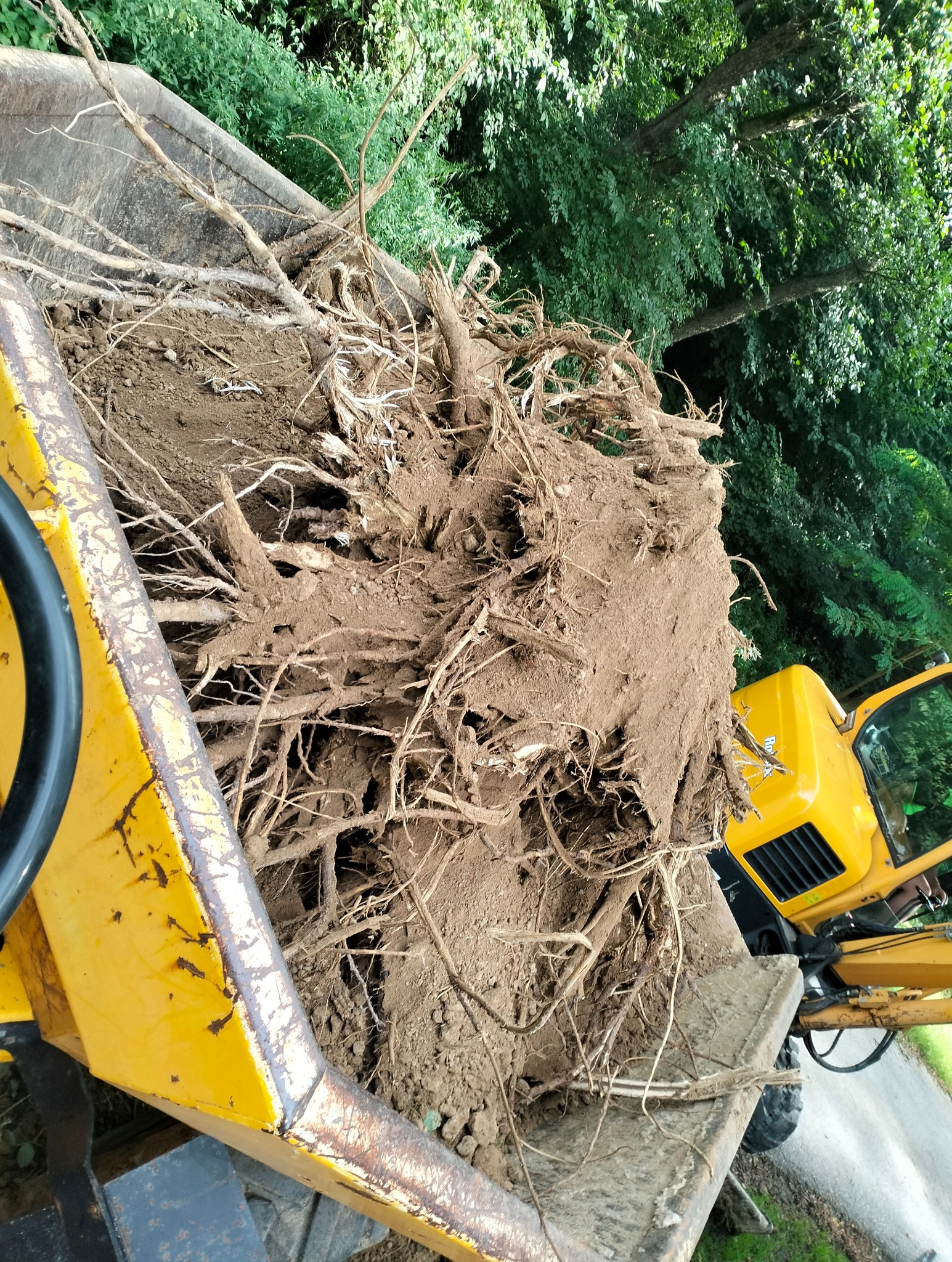 Żółta ładowarka z wykopanym pniem drzewa i korzeniami, widoczne ślady ziemi na maszynie, w tle zieleń drzew.