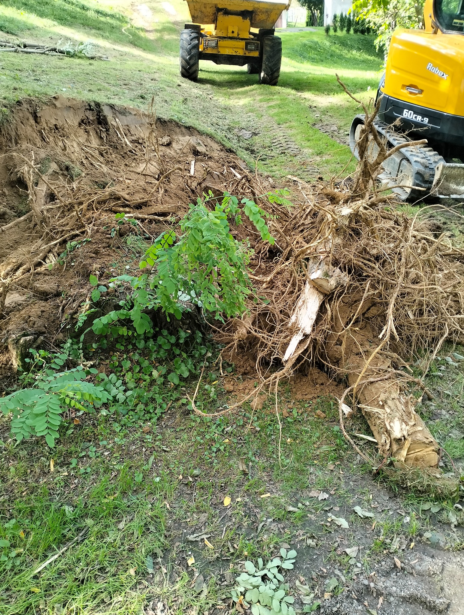 Wyciągnięty z ziemi pień drzewa z widocznymi korzeniami, obok żółta koparka Robex 60CR-9 i wywrotka na trawiastym terenie.