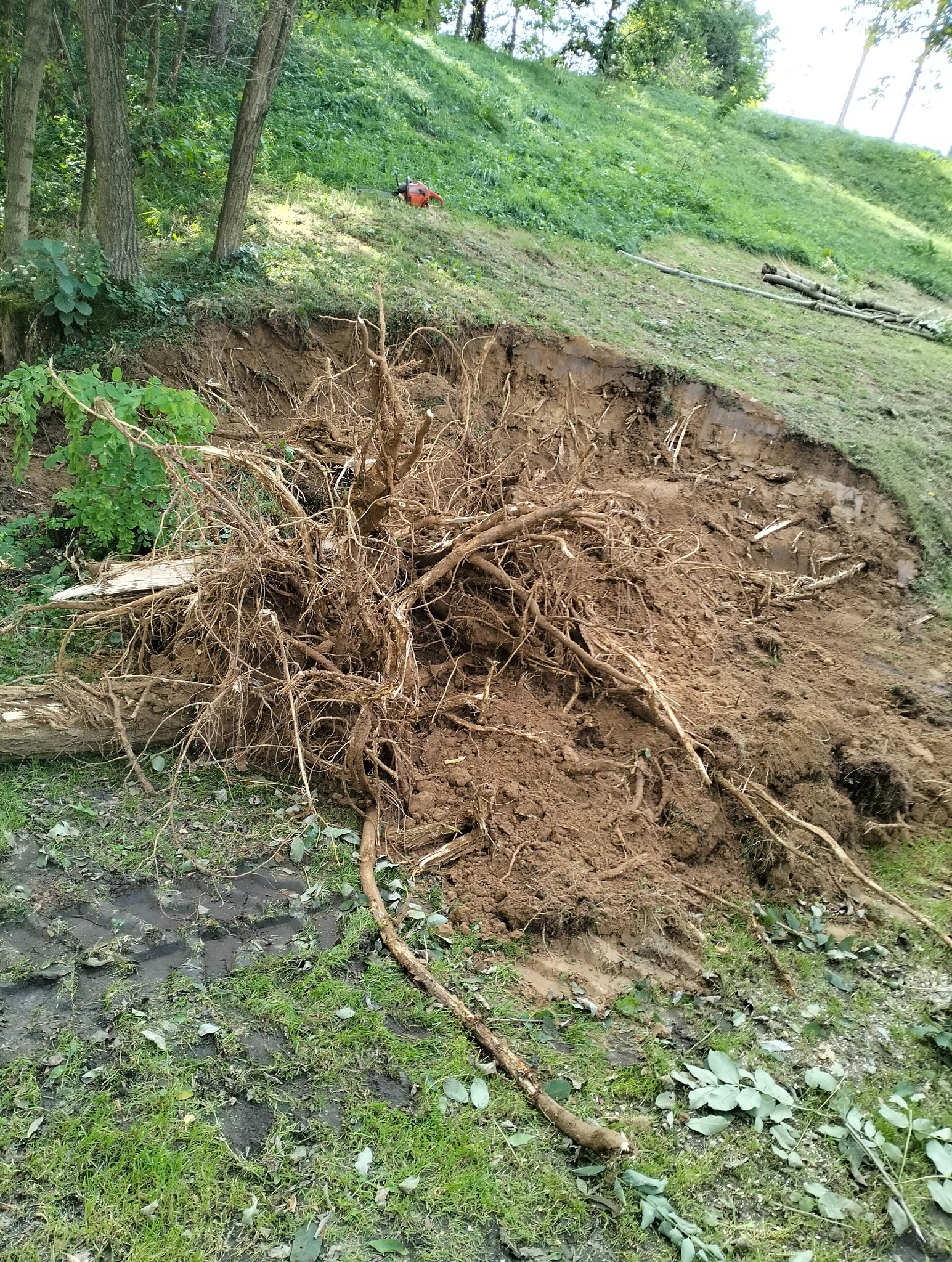 Wywrócone drzewo z widocznym systemem korzeniowym i pozostałościami pnia po wycince, na zboczu z zieloną trawą, w tle widoczna piła spalinowa.