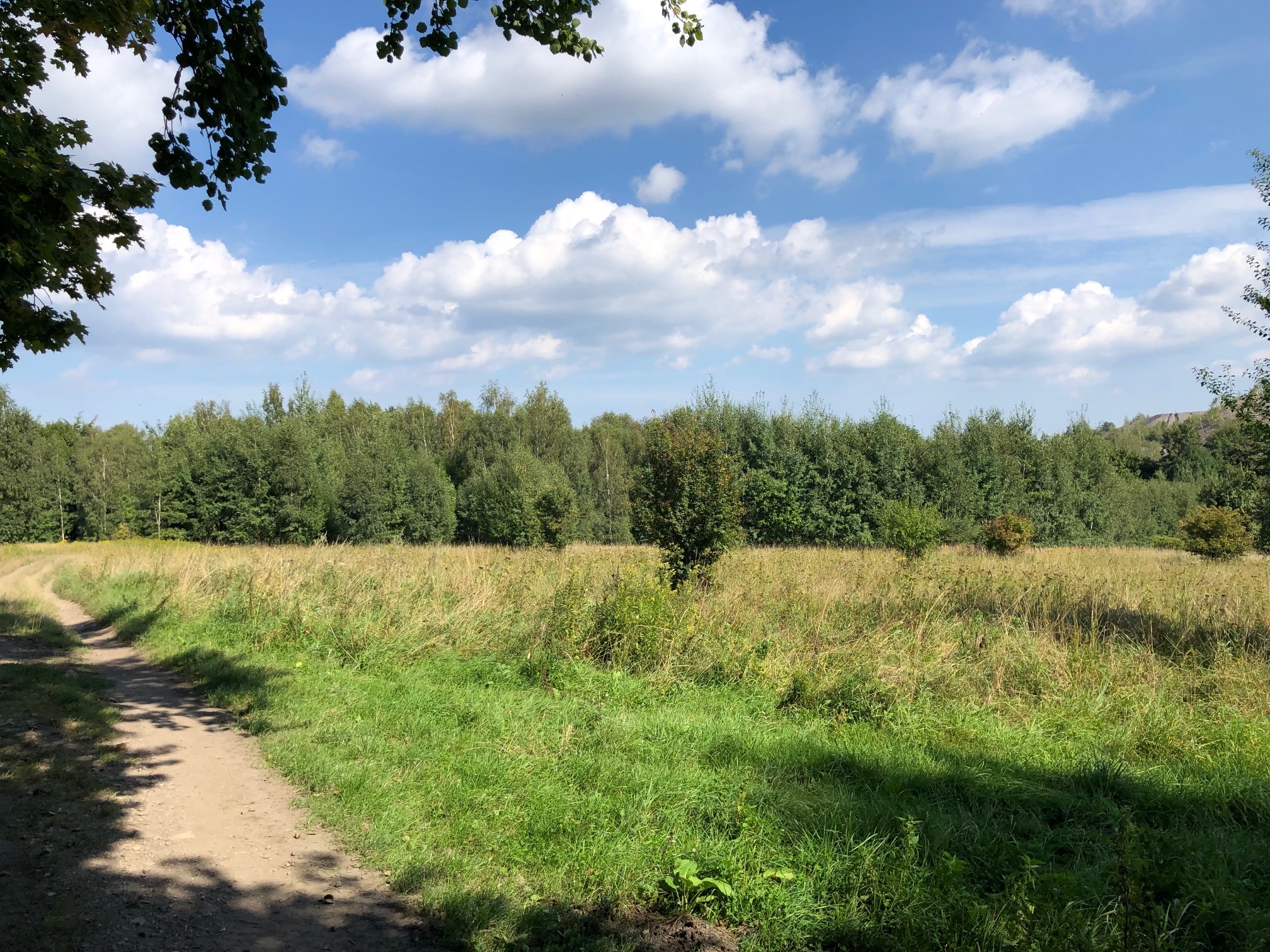 Polna ścieżka prowadzi przez łąkę z wysoką trawą w kierunku lasu pod błękitnym niebem z białymi chmurami.