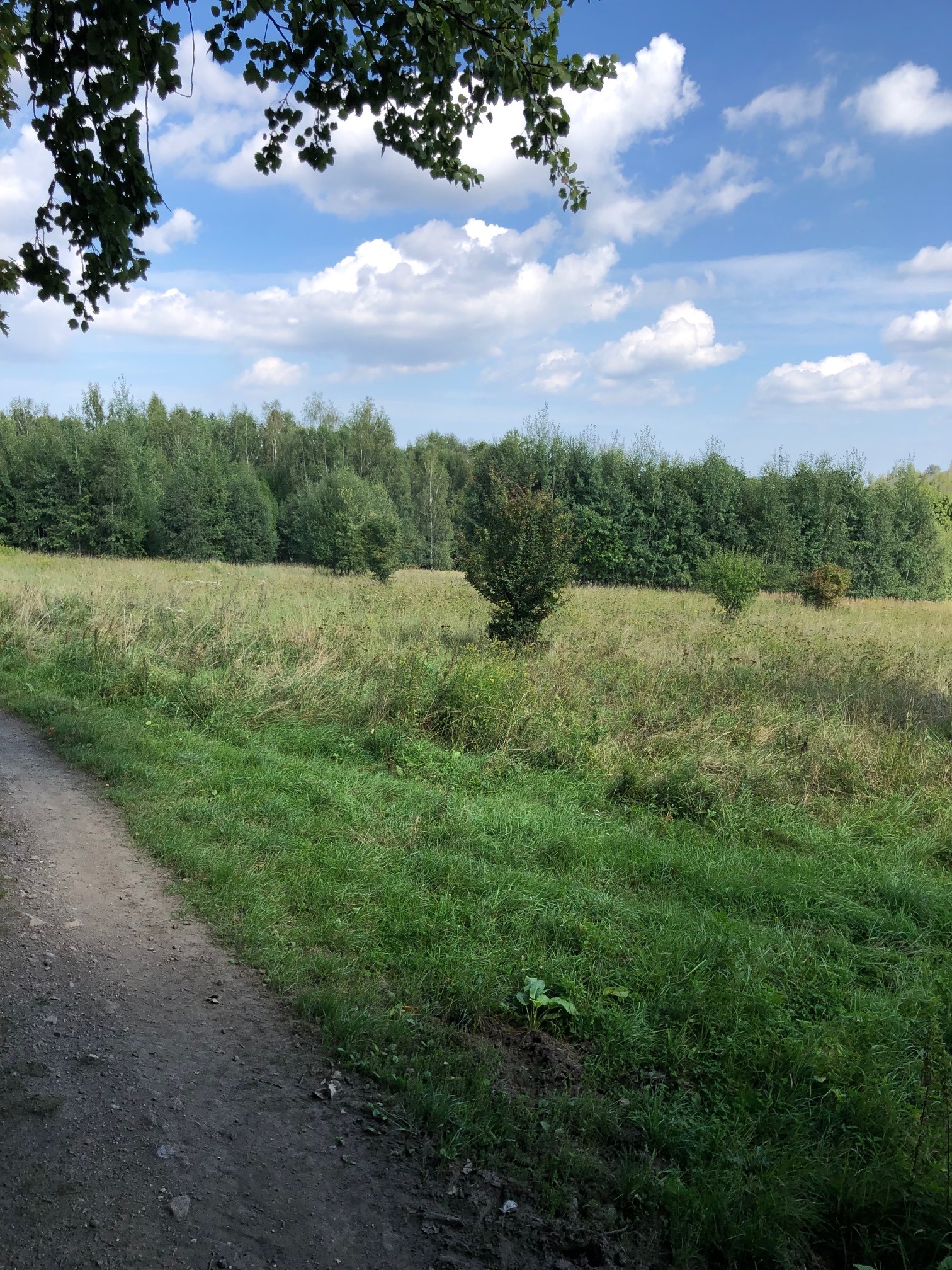 Rozległe pole z wysoką trawą w Boguszowie-Gorcach, z rzadkimi drzewami i lasem w tle, widziane z polnej drogi pod błękitnym niebem z białymi chmurami.